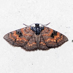 Hydrelia bicolorata