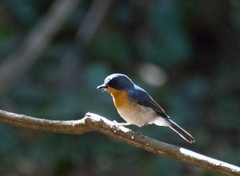 Cyornis sumatrensis