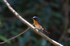 Cyornis sumatrensis