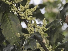 Guioa acutifolia