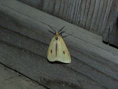 Diacrisia sannio