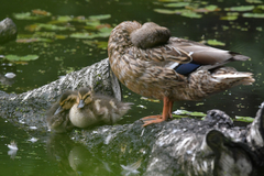 Anas platyrhynchos