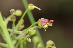 Scrophularia parviflora