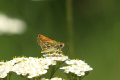 Hesperia comma