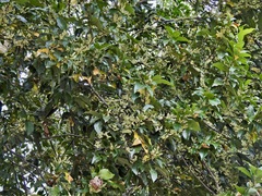 Guioa acutifolia