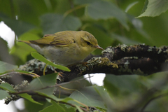 Phylloscopus sibilatrix