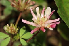 Trifolium pinetorum