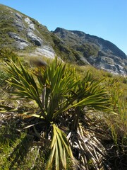 Aciphylla ferox