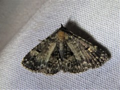 Metalectra diabolica