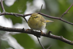 Phylloscopus sibilatrix