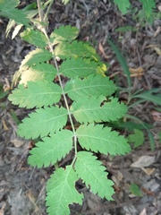 Sorbus sibirica