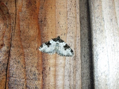 Xanthorhoe fluctuata