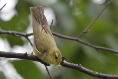 Phylloscopus sibilatrix