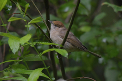 Sylvia atricapilla