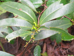 Erythroxylum cuneatum