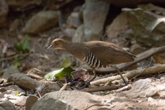 Rallina eurizonoides