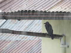 Corvus splendens