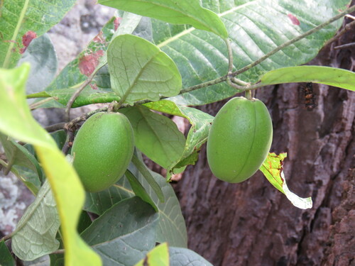 Gymnema griffithii