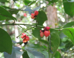 Euonymus cochinchinensis