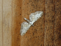 Eupithecia succenturiata