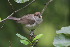 Sylvia atricapilla