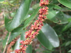 Bridelia retusa