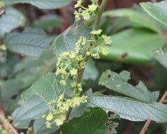 Ziziphus oenopolia