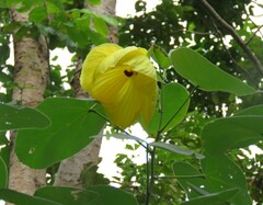 Hibiscus glandulifer