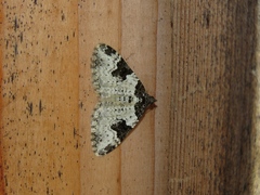 Xanthorhoe fluctuata