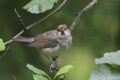 Sylvia atricapilla