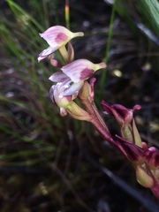 Disa ocellata