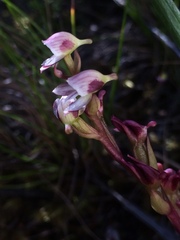 Disa ocellata