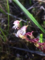 Disa ocellata