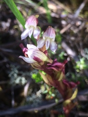Disa ocellata