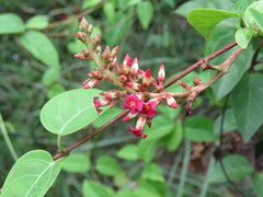Urceola polymorpha