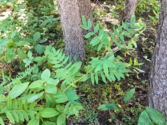 Hedysarum sulphurescens