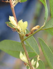 Dendrolobium lanceolatum
