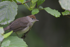 Sylvia atricapilla