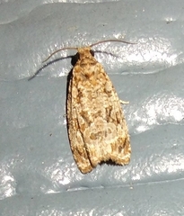 Phaecasiophora confixana