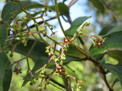 Streptocaulon juventas