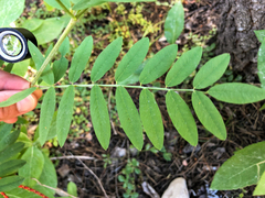 Hedysarum sulphurescens