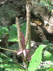 Uraria crinita