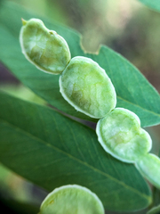 Hedysarum sulphurescens