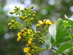 Senna garrettiana
