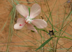 Decaschistia parviflora