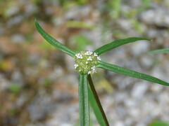 Spermacoce pusilla