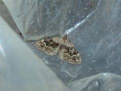 Xanthorhoe quadrifasiata