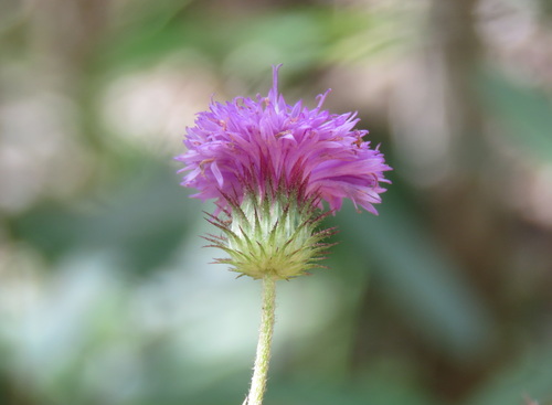 Camchaya loloana, 2020-10-04
