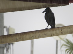 Corvus splendens