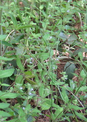 Adenosma microcephala